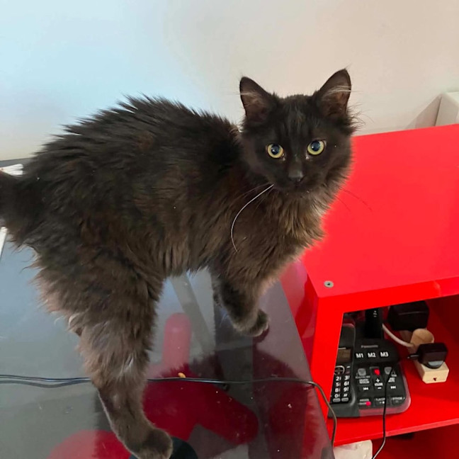 Photo of Lucky