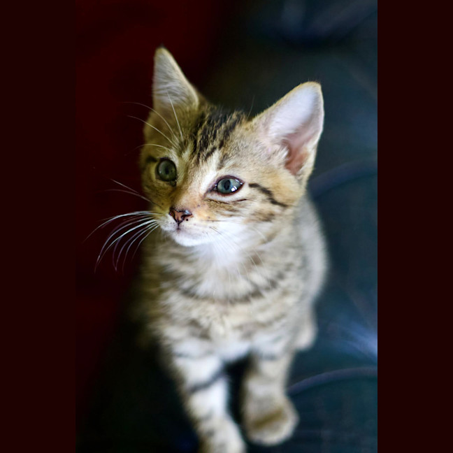 Photo of 💚 Emerald 💚