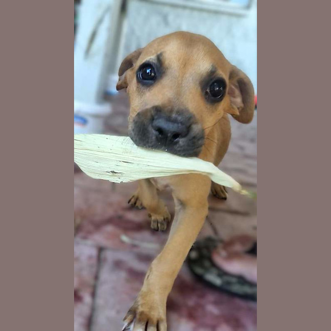 Photo of Willow