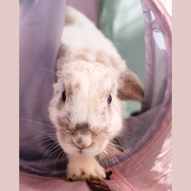 Photo of Aries