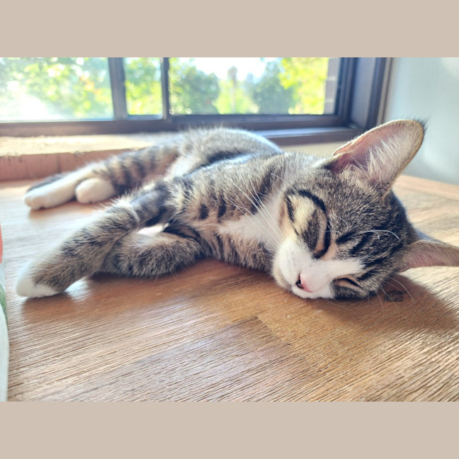Photo of Melody