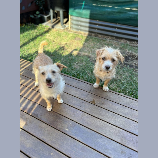 Photo of Baklava & Eclair 