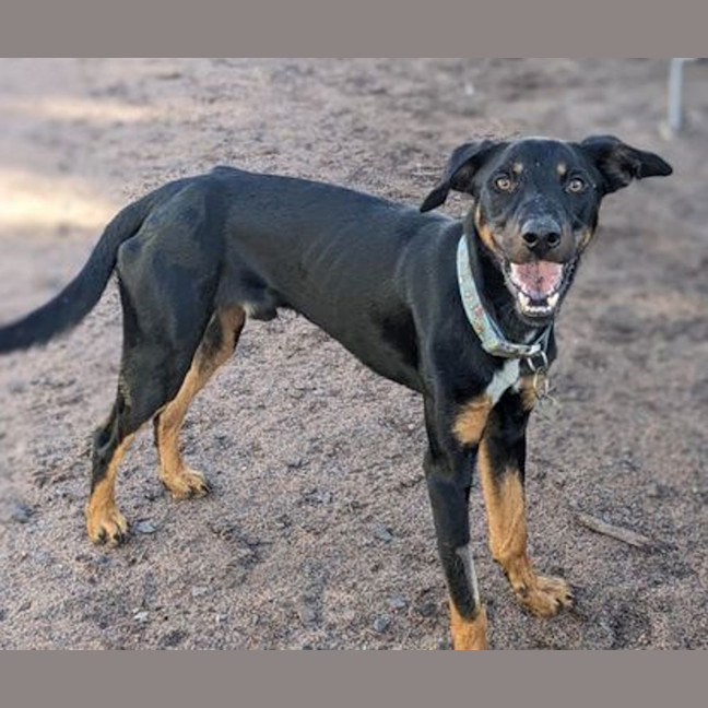 Photo of Lucky