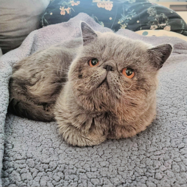 Photo of 🧣Kishmish🧣