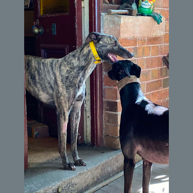 Photo of Bonnie, The Greyhound