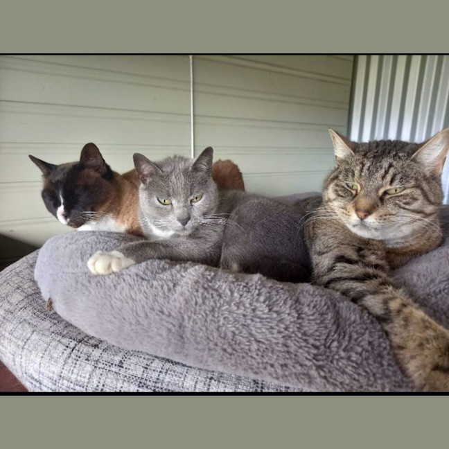 Photo of Misty,Stella And Bella