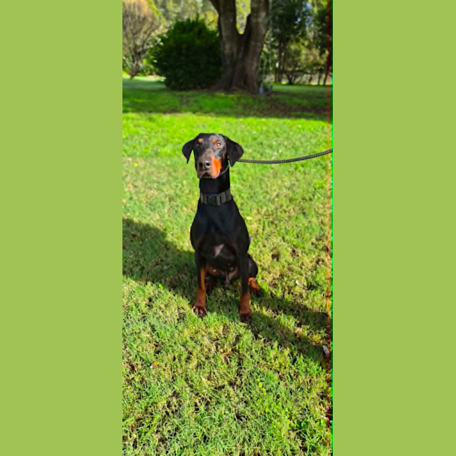 Photo of Yoda