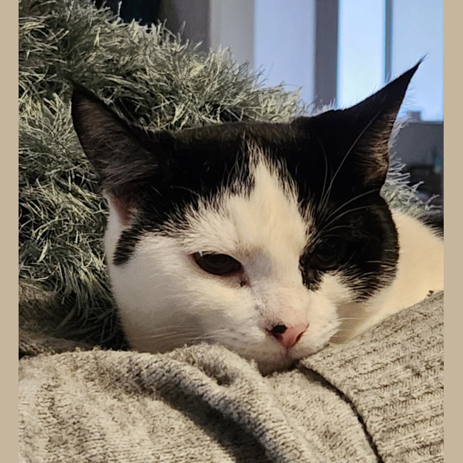 Photo of Blossom