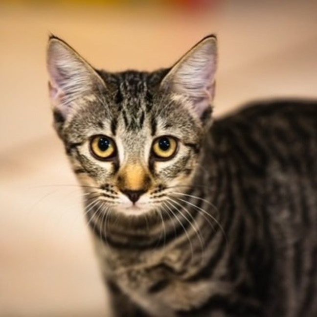 Photo of Smudge