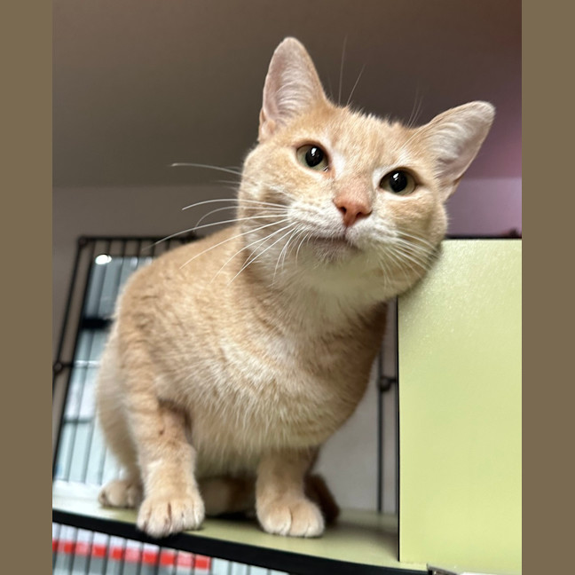 Photo of Peaches