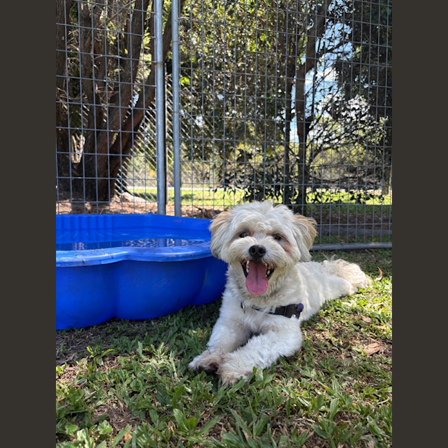 Photo of Thor (Previously Ziya)