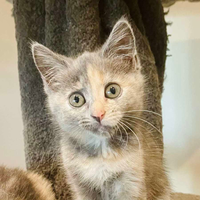 Photo of Cottontail   Located In Preston 