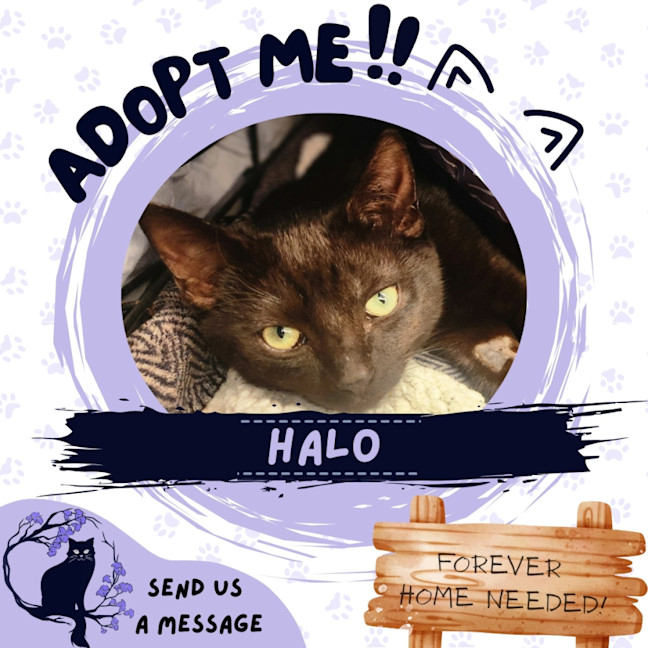 Photo of Halo