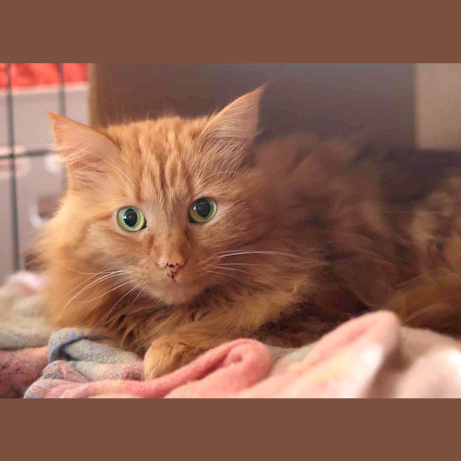 Photo of Mango Fluff