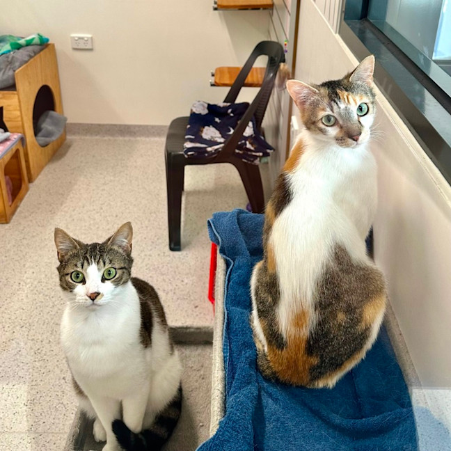 Photo of Sunny & Moon