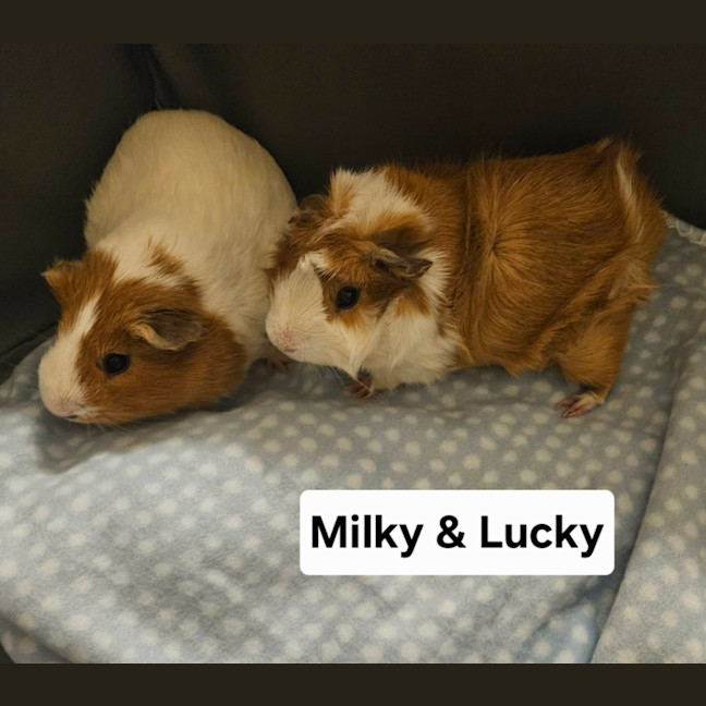 Photo of Milky & Lucky