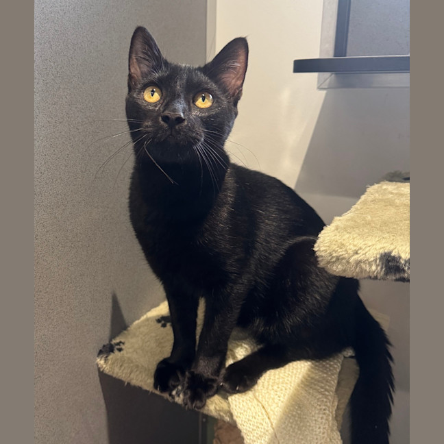 Photo of Archer