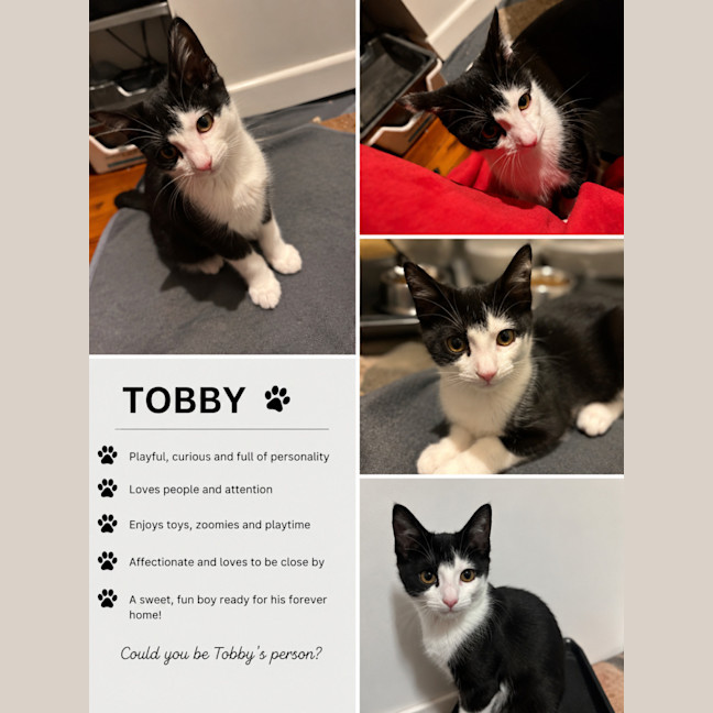 Photo of Tobby 