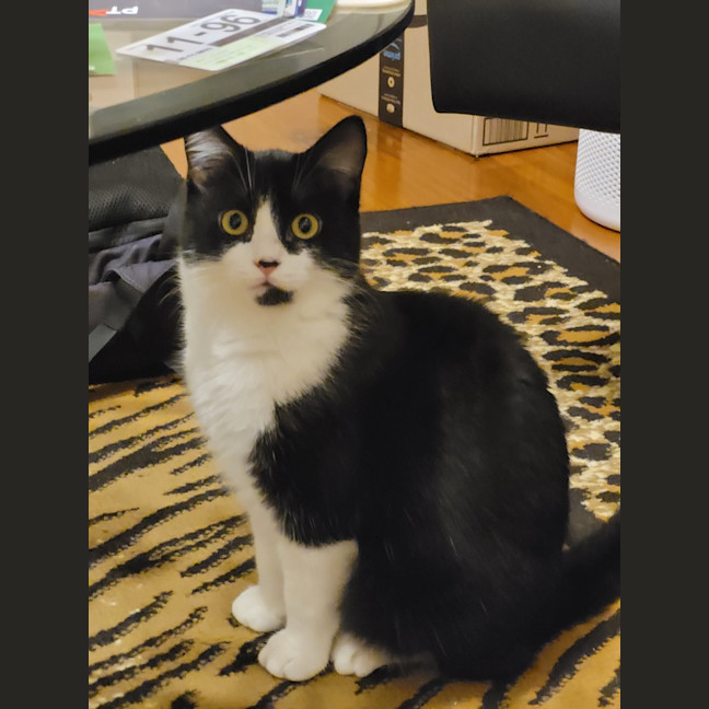 Photo of Barney