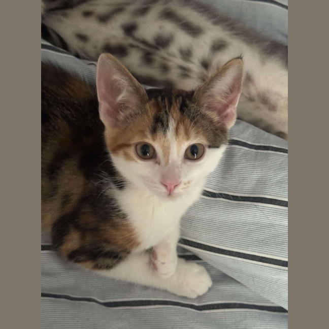 Photo of Scarlett ❤️ Meet Me At Petstock Hastings 23/3