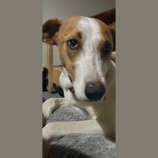 Photo of Nacho   7 Month Old Koolie X Kelpie