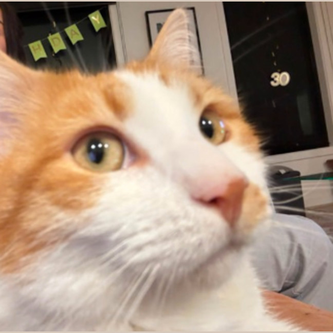 Photo of Pumpkin