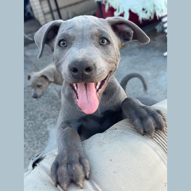 Photo of Velvet Teddy