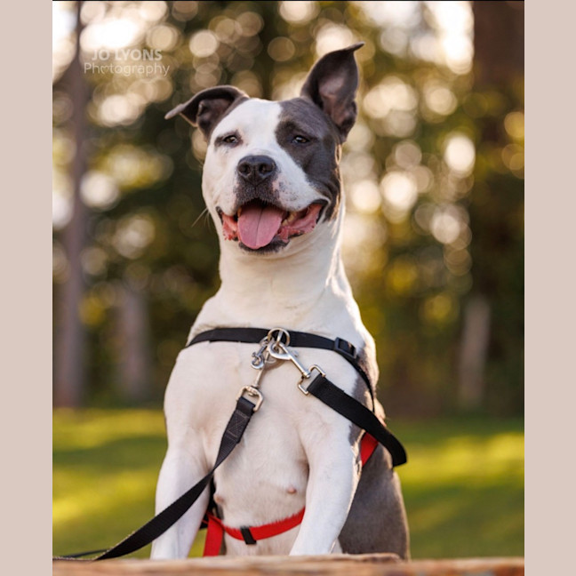 Photo of Sasha   4 Year Old American Staffy