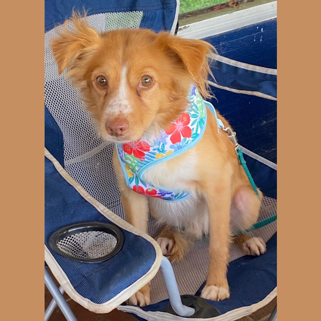 Photo of Rosco
