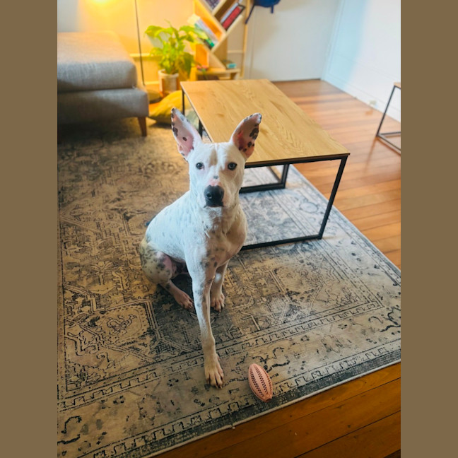 Photo of Sunny   1 Year Old Cattle Dog X