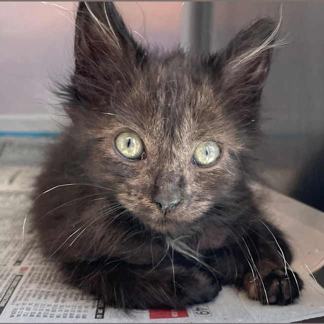 Photo of Smokey