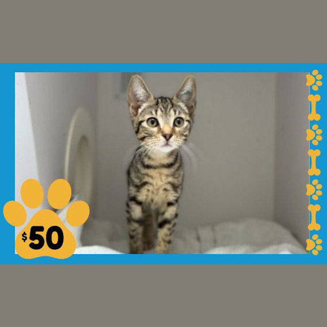 Photo of Kitty