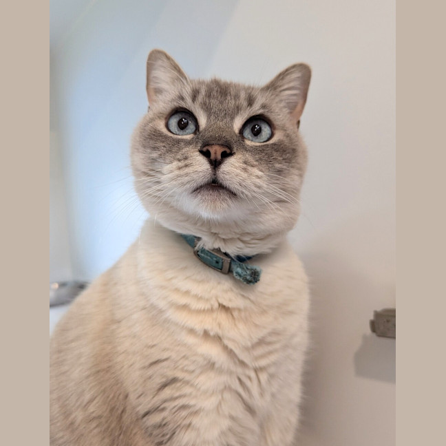 Photo of Bella