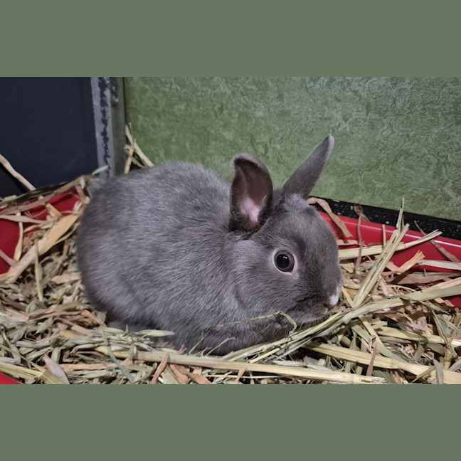 Photo of Peppercorn 