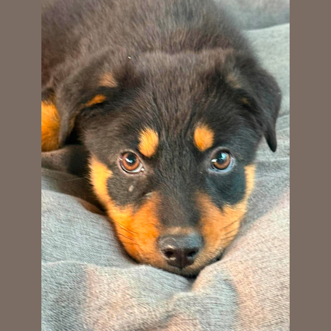 Photo of Raven