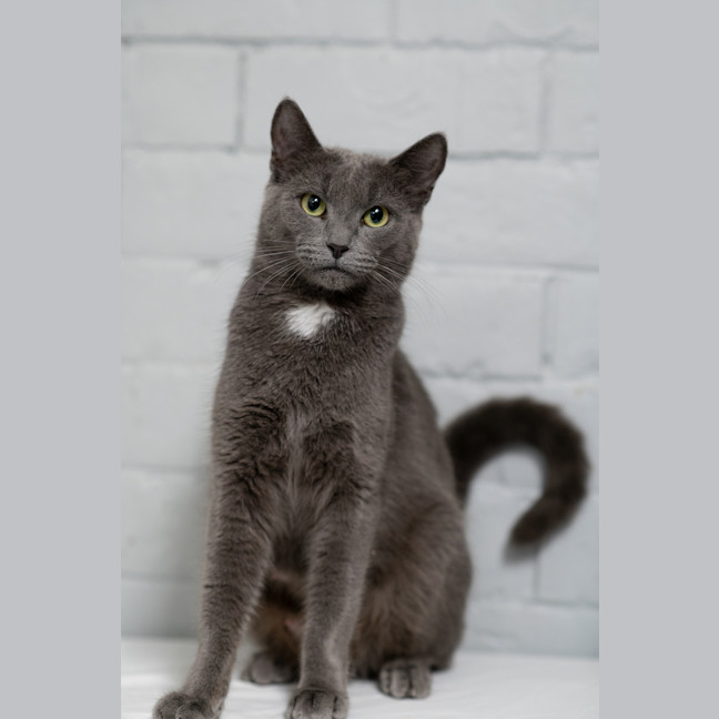 Photo of Lilac