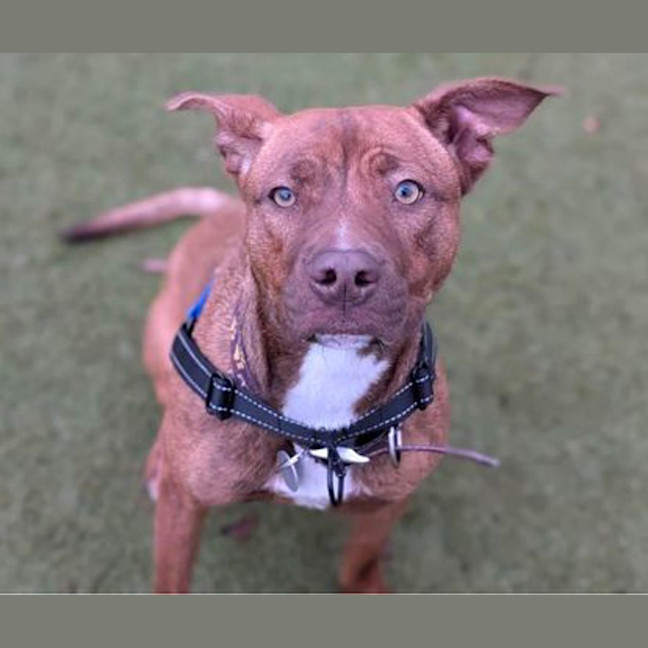 Photo of Roxy