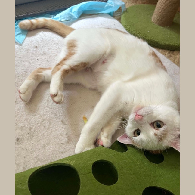 Photo of Peaches
