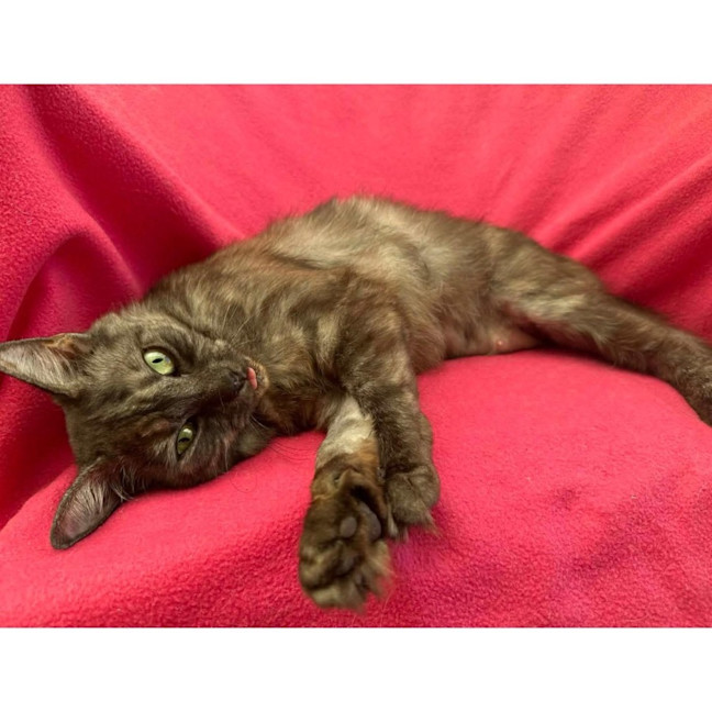 Photo of 12608   Ashy