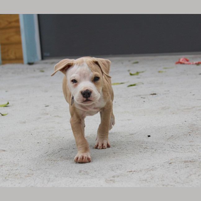 Photo of Andy   7 Week Old Staffy X (Trial)