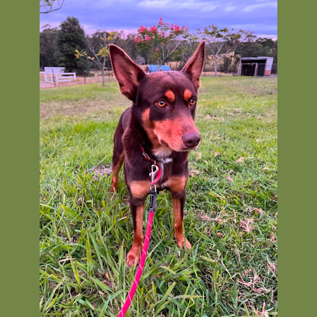 Photo of Joey