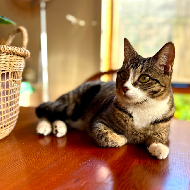 Photo of Lindsay   Located In Westmeadows