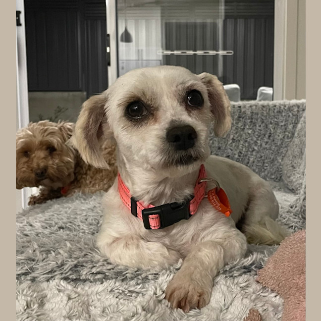 Photo of Little Miss Hunter 