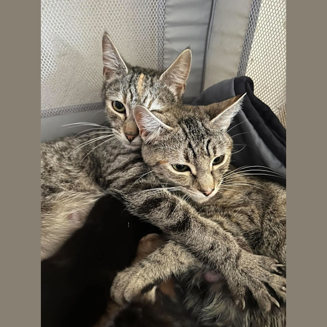 Photo of Hana And Cersei
