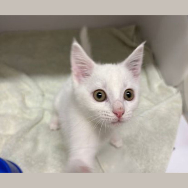 Photo of Stuart Little