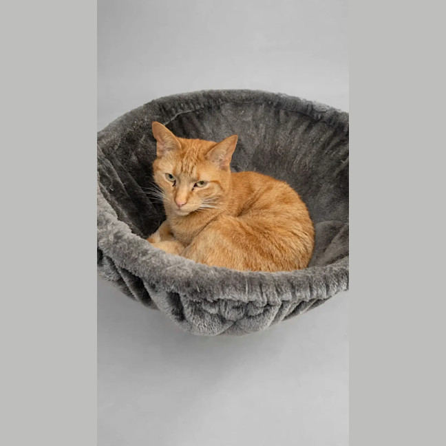 Photo of Garfield 