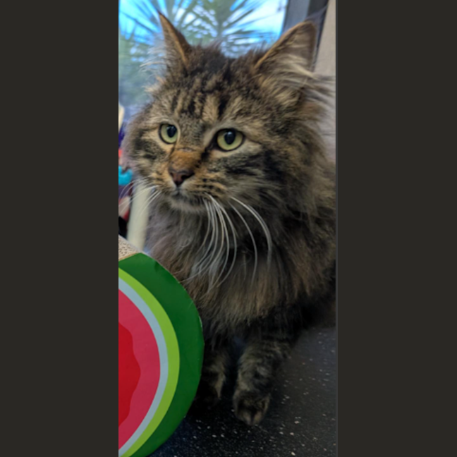 Photo of Cliff Richard