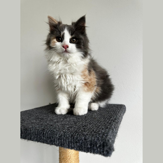 Photo of Celeste