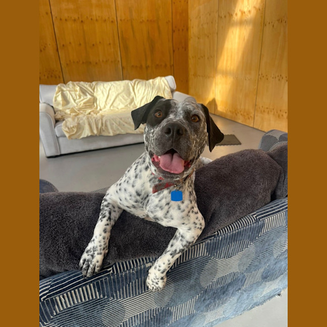 Photo of Muffin