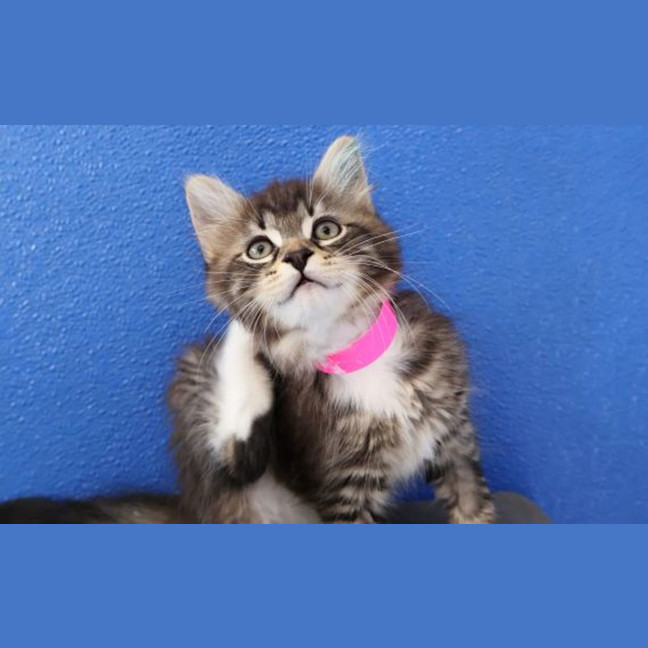 Photo of Oreo